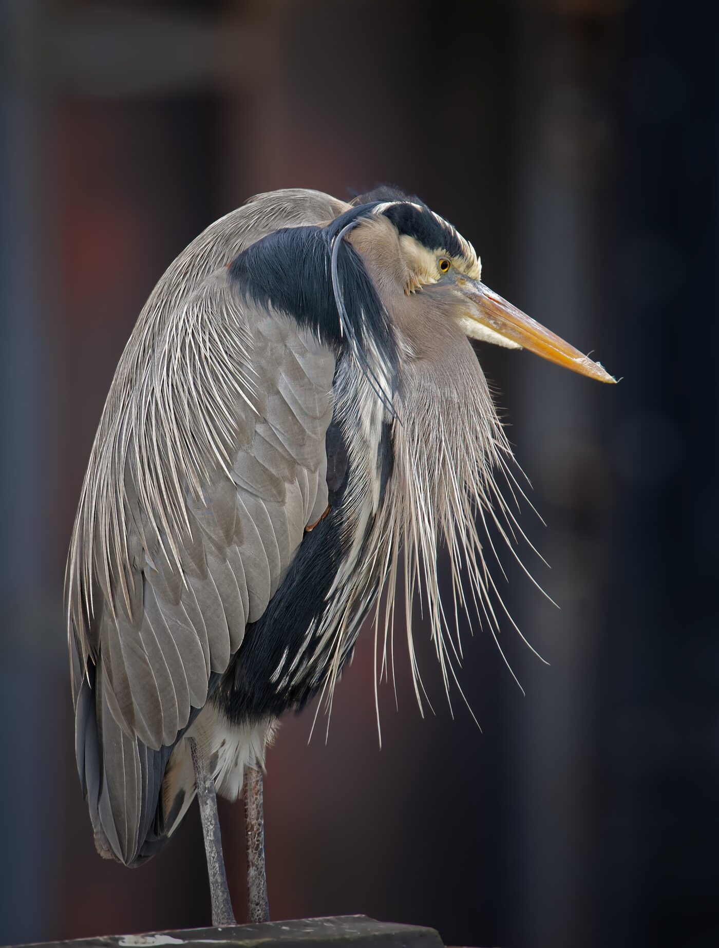bird,heron,waterfowl,fauna,