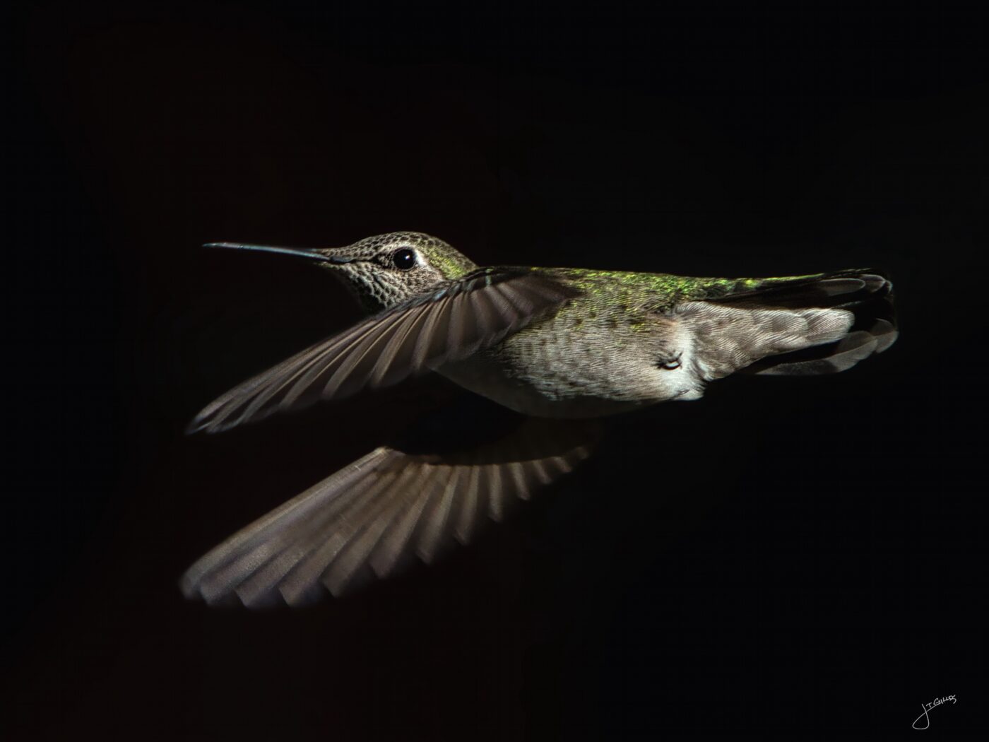bird, hummingbird, Anna's