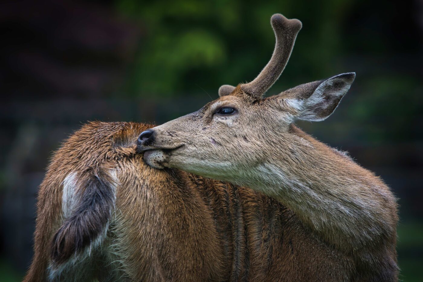 fauna,deer,mammal, buck,preen,velvet