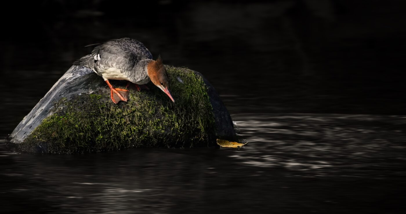 duck,water,river,mountain stream,waterfowl