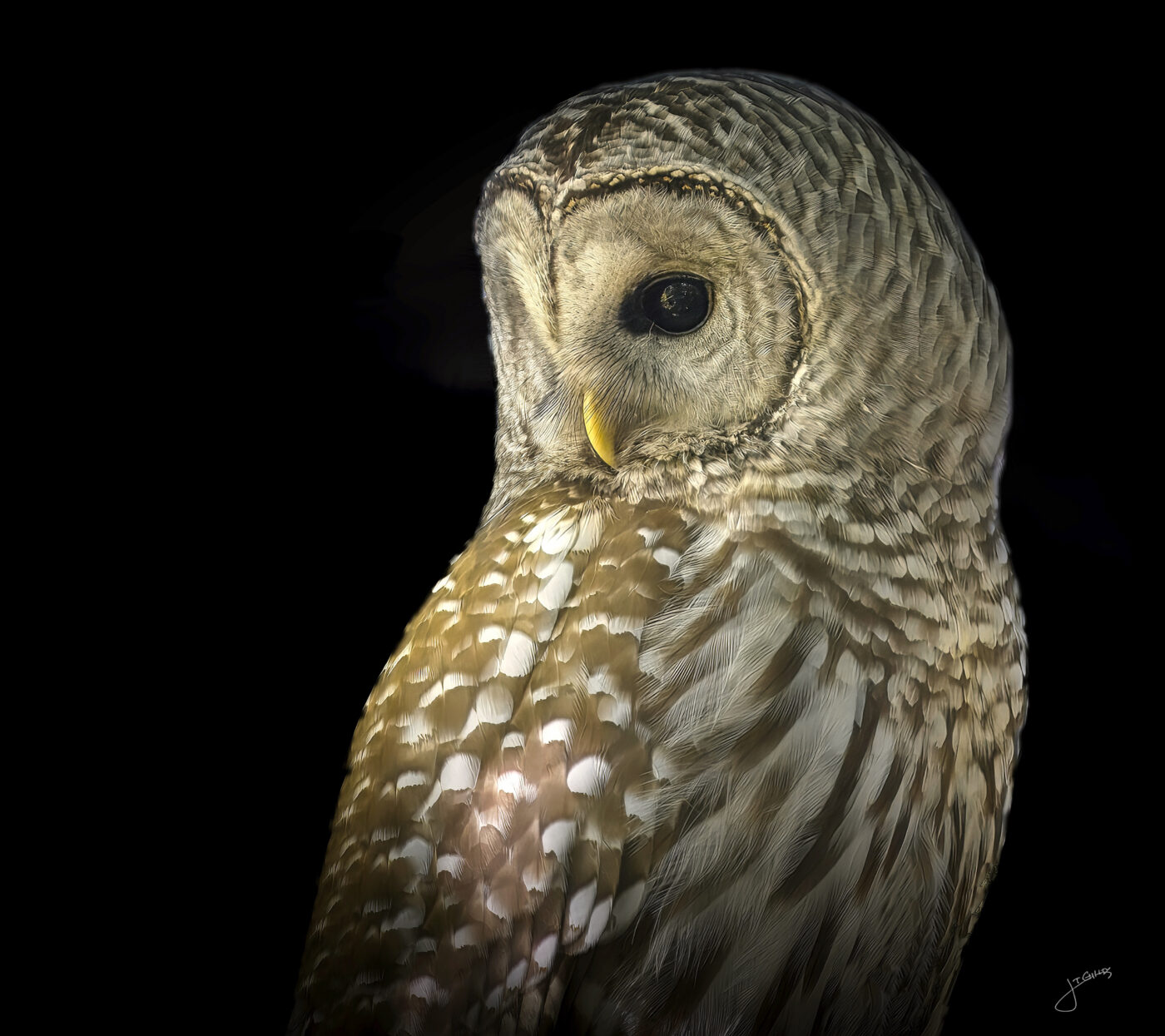 bird,owl,beak,feathers,barred