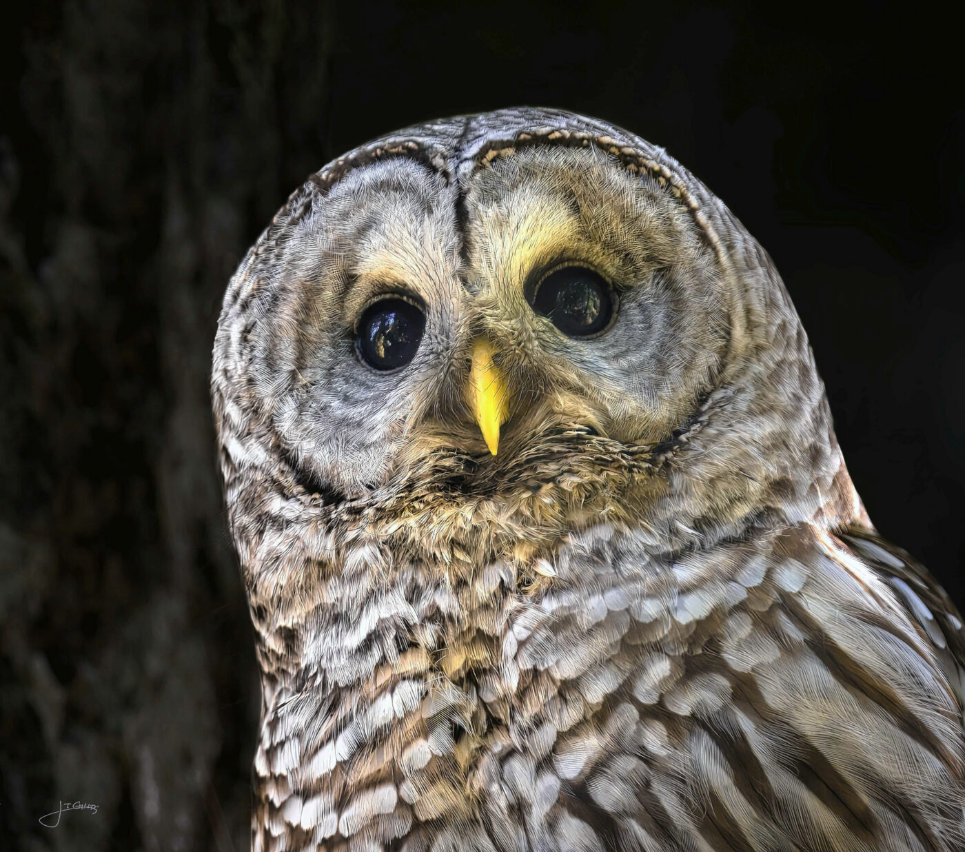 owl,beak,feathers,raptor,claws