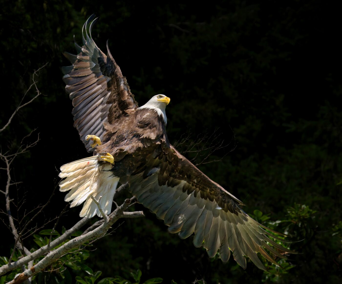 eagle,feathers,beak,raptor,flight
