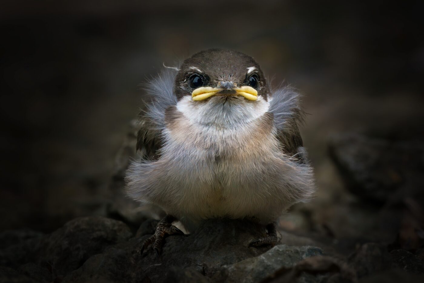 bird,beak,fledgling,swallow,