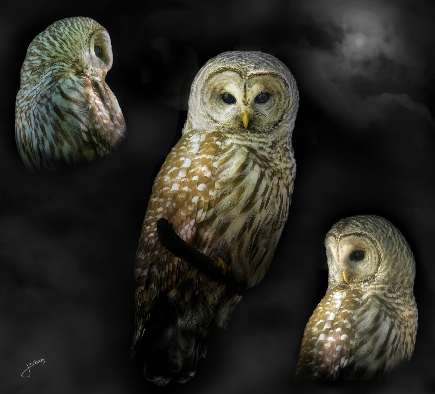 owl,feathers,raptor,beak,moon,fog