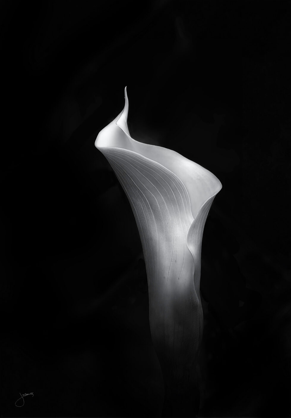 flower,spathe,nature,curve,petal,rolled,smooth,architecture
